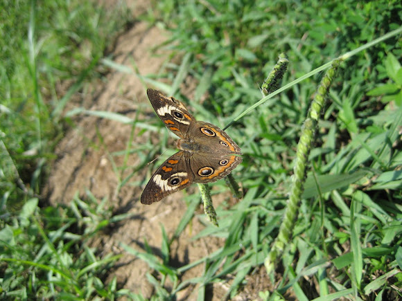 Spotting Image 1