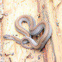 Northern Red-Bellied Snake