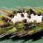 stink bug nymphs