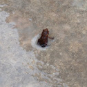 Gulf coast toad