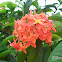 West Indian Jasmine