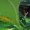 Aphid