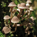 Fungi~