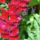 Snap Dragon