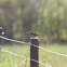 Meadow pipit