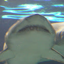 sand tiger shark