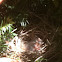 Cardinal
