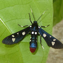 Polka-Dot Wasp Moth