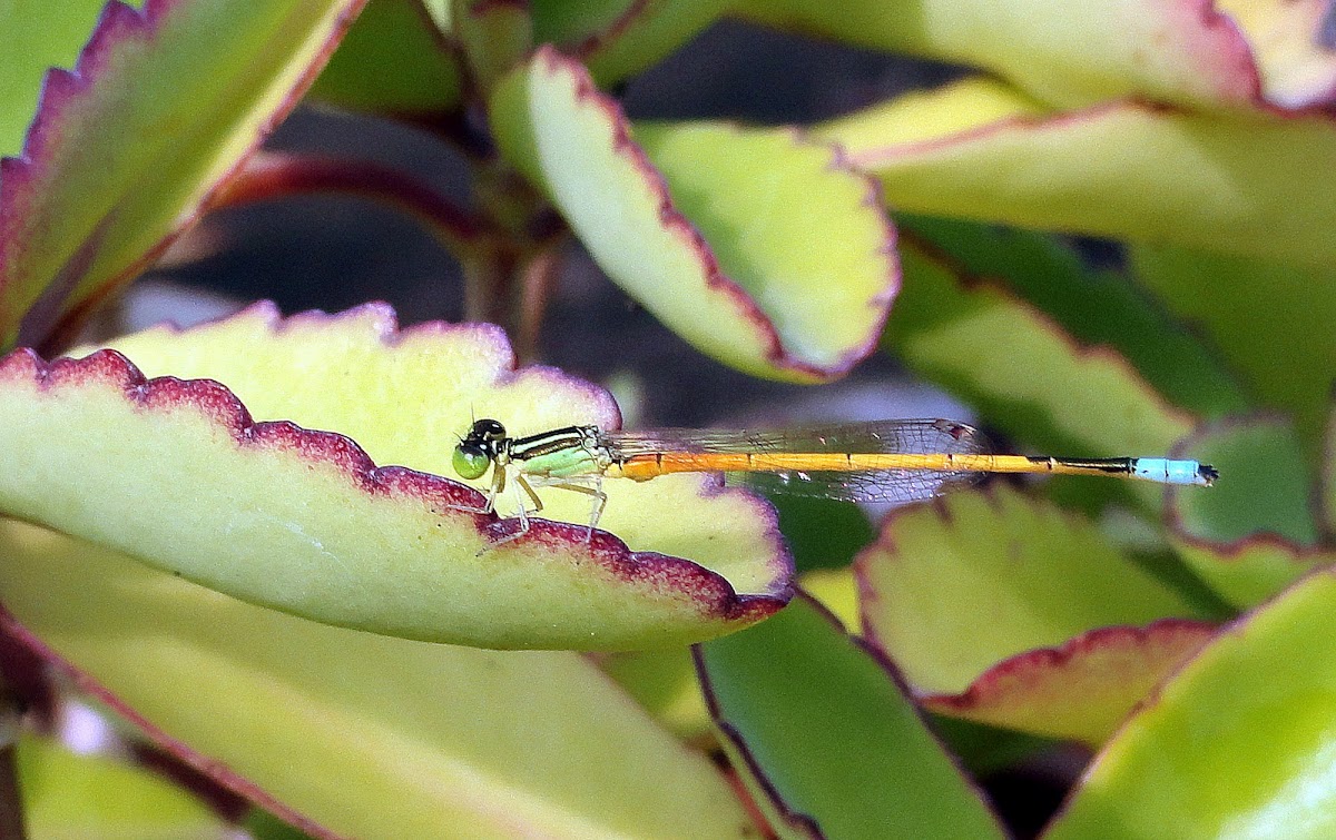 Damsel fly