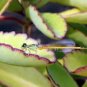 Damsel fly