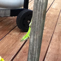 Carolina Anole