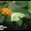 Common Emigrant