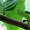 Bullet Ant