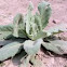 Common Mullein