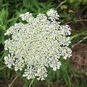 Queen Anne's Lace