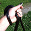Black snake