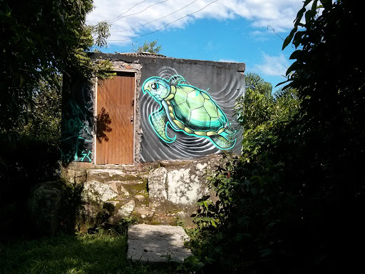 Graffiti Tartaruga