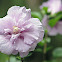 Rose of Sharon Hibiscus