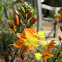 Orange Bulbine