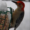 Red-bellied Woodpecker