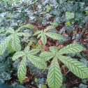 Horse Chestnut