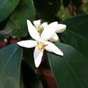 Fiori d'arancio