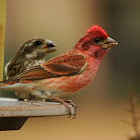 Purple Finch