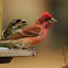 Purple Finch
