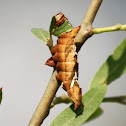 Unicorn Caterpillar Moth