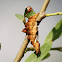 Unicorn Caterpillar Moth