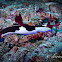 Chamberlain's Nembrotha