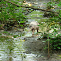 Armadillo de nueve bandas
