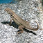 Little Bahama curly-tailed lizard