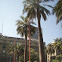 Chilean Wine Palm