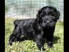 Preciosos Cachorros Schnauzer Gigante