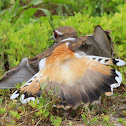 Killdeer