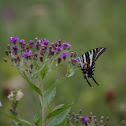 Zebra swallow tail