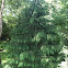 Norway spruce