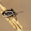 Painted Bug