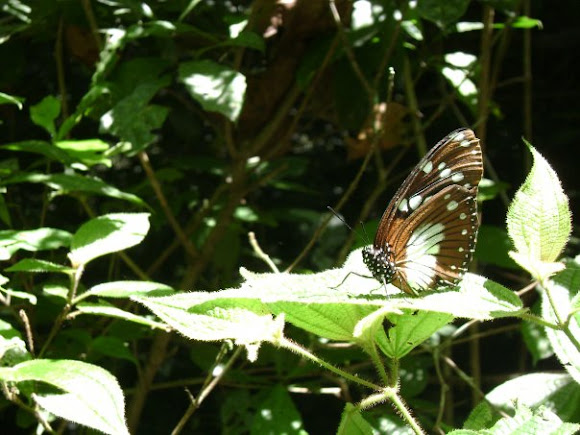 Spotting Image 1