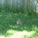 Bunny
