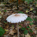 Parasol Mushrooms