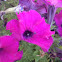 Petunia