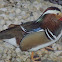 Mandarin Duck(Pato Mandarim)
