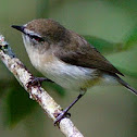 Brown Gerygone