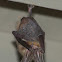 Townsend's Big-eared Bat