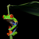 Red-eyed treefrog