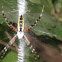 Banana Spider