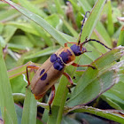 Soldier beetle