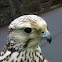 Saker Gyr